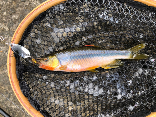 カワムツの釣果