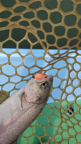 ニジマスの釣果