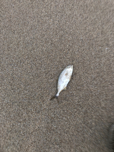 ショゴの釣果