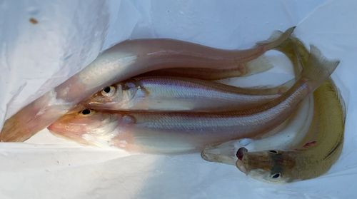 キスの釣果