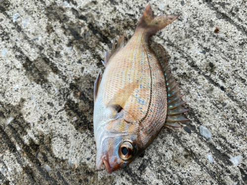 チャリコの釣果