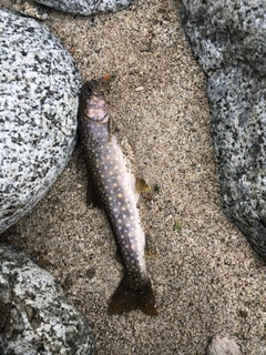 イワナの釣果