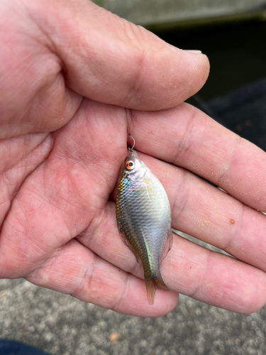 タイリクバラタナゴの釣果