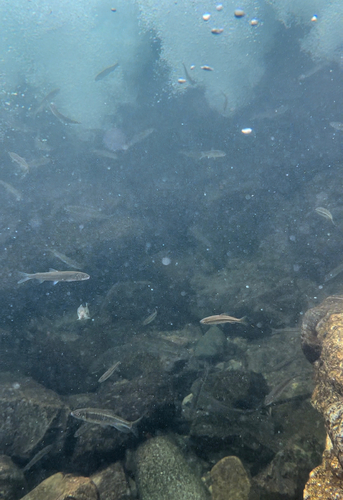 ウグイの釣果