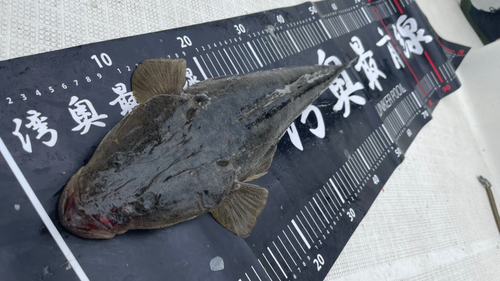 マゴチの釣果