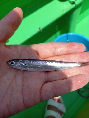 カタクチイワシの釣果