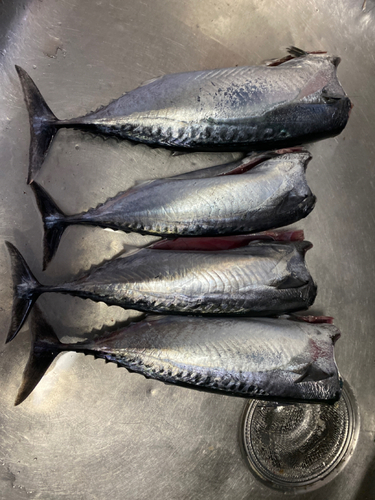 釣果