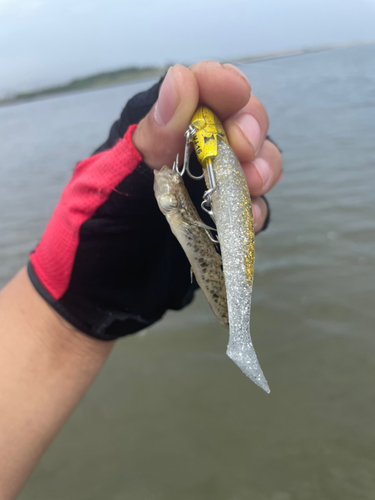 ハゼの釣果