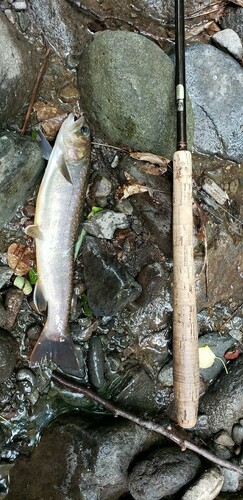 イワナの釣果