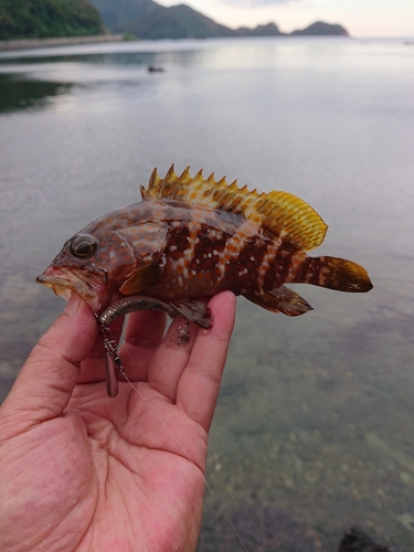 キジハタの釣果