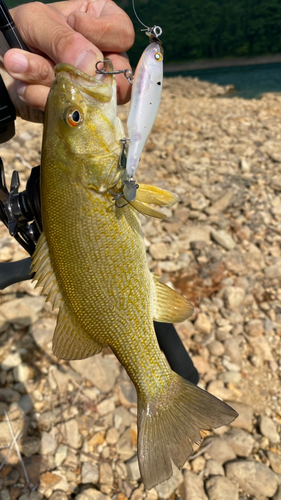 スモールマウスバスの釣果