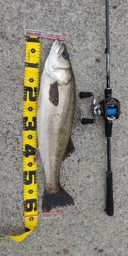 シーバスの釣果