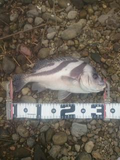 コショウダイの釣果