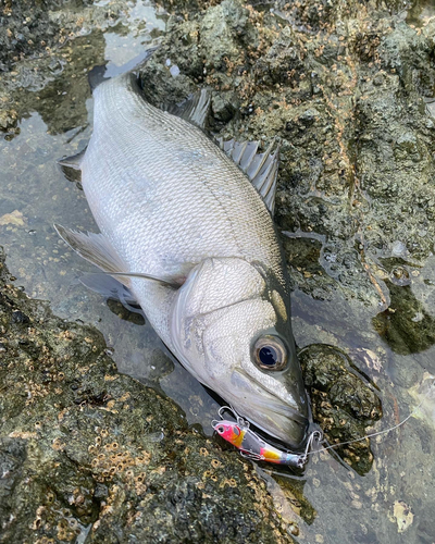 ヒラスズキの釣果