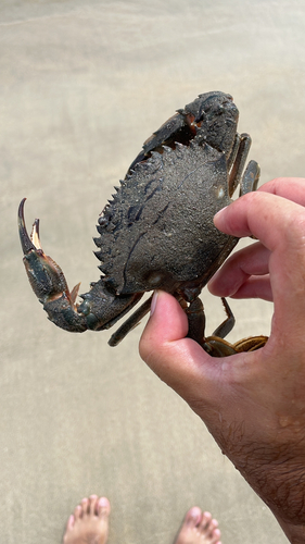 ワタリガニの釣果