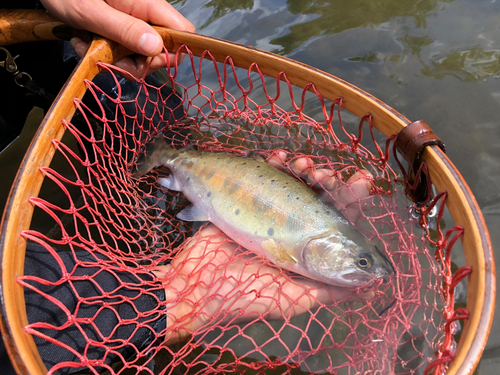 ヤマメの釣果