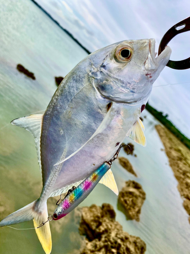 ロウニンアジの釣果