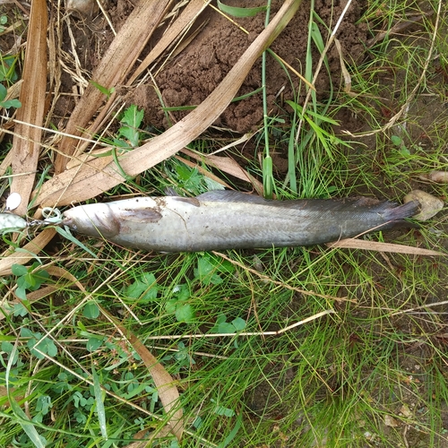 マナマズの釣果