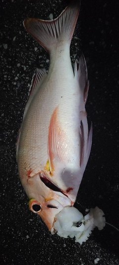 ヒメフエダイの釣果