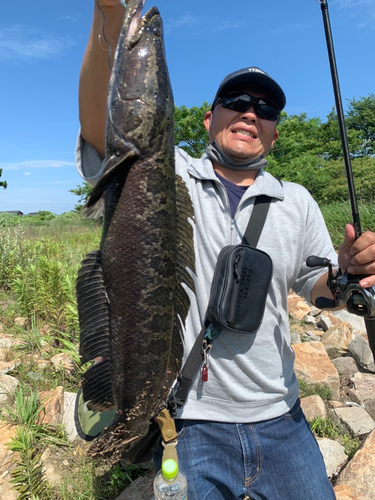 ライギョの釣果