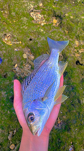 オニヒラアジの釣果