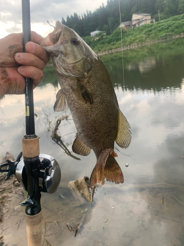 スモールマウスバスの釣果