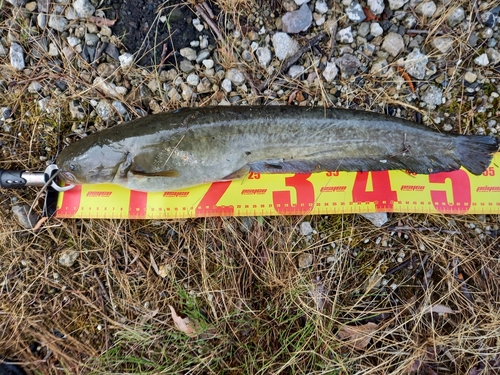 マナマズの釣果