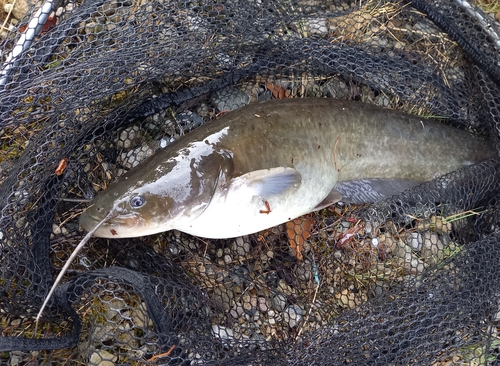 マナマズの釣果