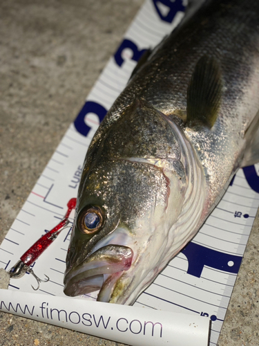 シーバスの釣果