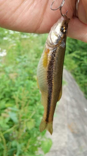 アブラハヤの釣果