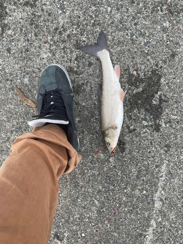 ウグイの釣果