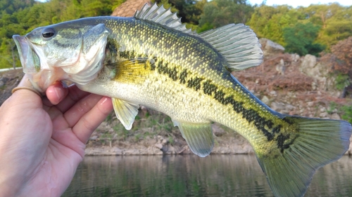 ラージマウスバスの釣果