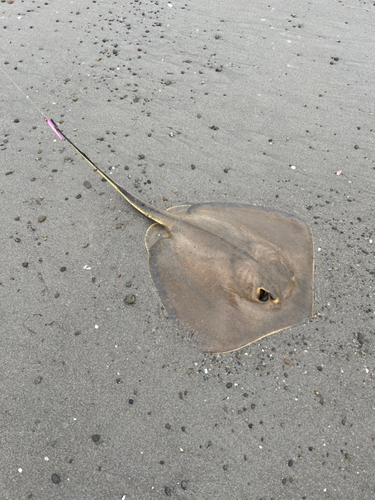 エイの釣果