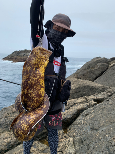 ウツボの釣果