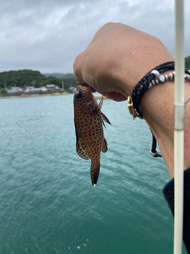 オオモンハタの釣果