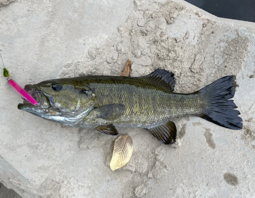 スモールマウスバスの釣果