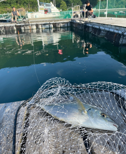 シマアジの釣果