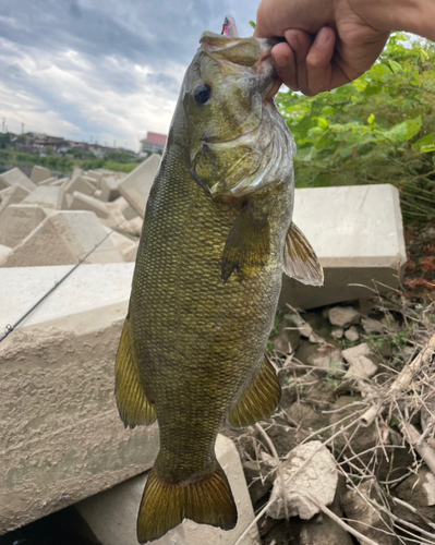 スモールマウスバスの釣果