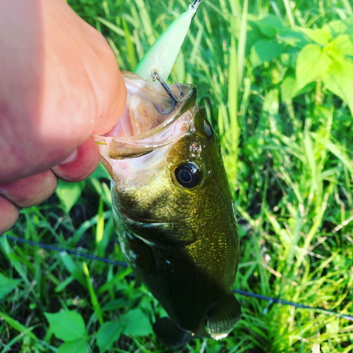 ブラックバスの釣果