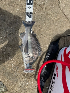 クロダイの釣果
