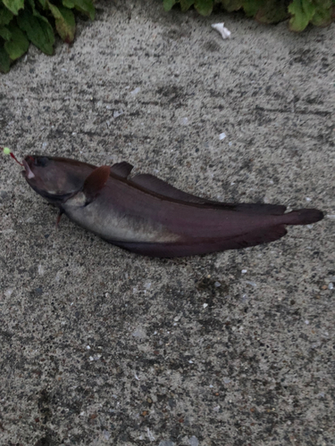 ドンコの釣果