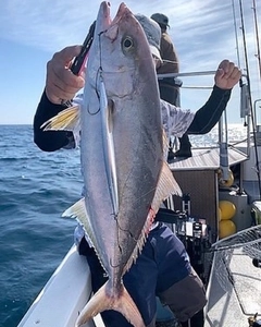 カンパチの釣果