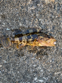 タケノコメバルの釣果