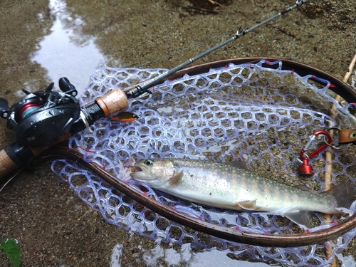 イワナの釣果