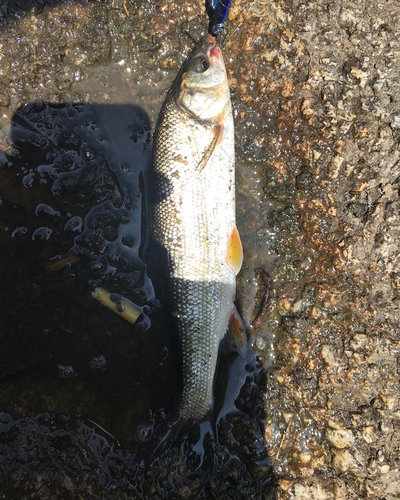 ウグイの釣果