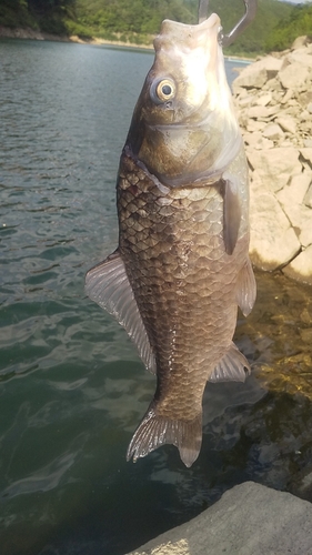 マブナの釣果