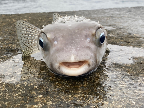 イシガキフグの釣果