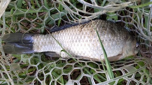 マブナの釣果