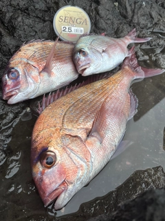 マダイの釣果