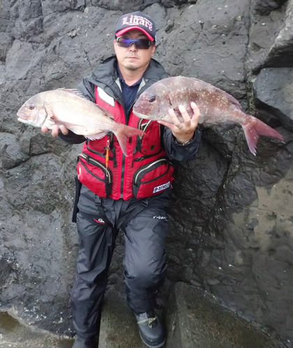 マダイの釣果